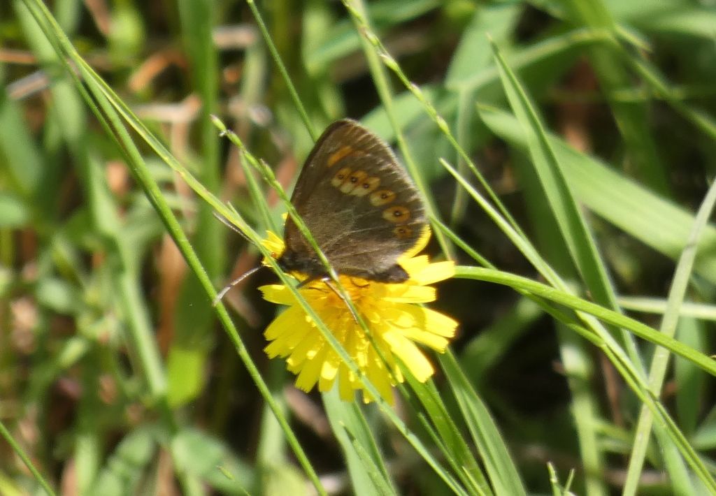 Erebia albergana (Nymphalidae Satyrinae)